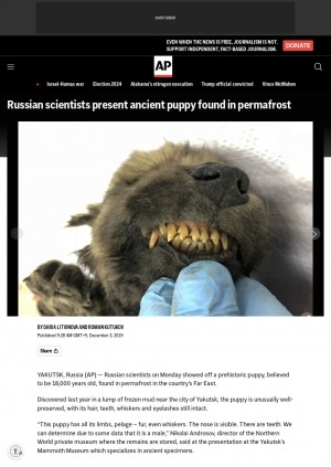 Обложка Электронного документа: Russian scientists present ancient puppy found in permafrost: [comments of the scientist with the North Eastern Federal University Sergei Fyodorov, professor of evolutionary genetics Love Dalén]