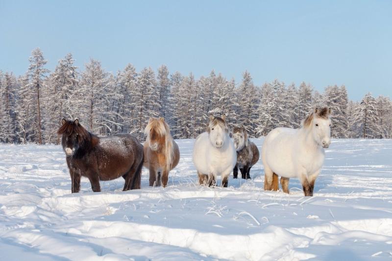 Изображение новости Представляем тематическую подборку, посвященную якутской лошади