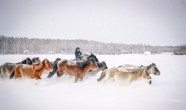 Изображение новости Представляем виртуальную выставку ко Дню коневода-табунщика в Якутии